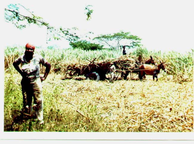 Sugarcaneworker